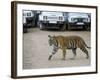 Female Indian Tiger, Bandhavgarh National Park, Madhya Pradesh State, India-Thorsten Milse-Framed Photographic Print