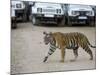 Female Indian Tiger, Bandhavgarh National Park, Madhya Pradesh State, India-Thorsten Milse-Mounted Photographic Print