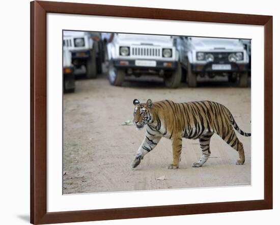 Female Indian Tiger, Bandhavgarh National Park, Madhya Pradesh State, India-Thorsten Milse-Framed Photographic Print