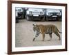 Female Indian Tiger, Bandhavgarh National Park, Madhya Pradesh State, India-Thorsten Milse-Framed Photographic Print