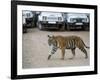 Female Indian Tiger, Bandhavgarh National Park, Madhya Pradesh State, India-Thorsten Milse-Framed Photographic Print