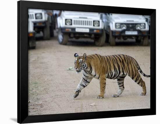 Female Indian Tiger, Bandhavgarh National Park, Madhya Pradesh State, India-Thorsten Milse-Framed Photographic Print