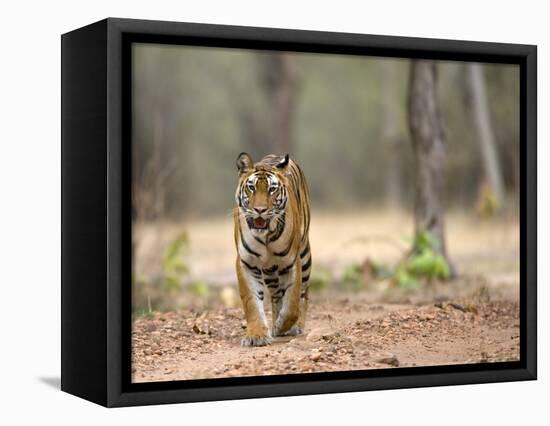 Female Indian Tiger (Bengal Tiger) (Panthera Tigris Tigris), Bandhavgarh National Park, India-Thorsten Milse-Framed Stretched Canvas