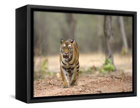 Female Indian Tiger (Bengal Tiger) (Panthera Tigris Tigris), Bandhavgarh National Park, India-Thorsten Milse-Framed Stretched Canvas