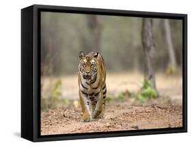 Female Indian Tiger (Bengal Tiger) (Panthera Tigris Tigris), Bandhavgarh National Park, India-Thorsten Milse-Framed Stretched Canvas