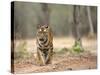 Female Indian Tiger (Bengal Tiger) (Panthera Tigris Tigris), Bandhavgarh National Park, India-Thorsten Milse-Stretched Canvas