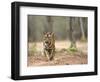 Female Indian Tiger (Bengal Tiger) (Panthera Tigris Tigris), Bandhavgarh National Park, India-Thorsten Milse-Framed Photographic Print