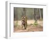 Female Indian Tiger (Bengal Tiger) (Panthera Tigris Tigris), Bandhavgarh National Park, India-Thorsten Milse-Framed Photographic Print