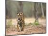 Female Indian Tiger (Bengal Tiger) (Panthera Tigris Tigris), Bandhavgarh National Park, India-Thorsten Milse-Mounted Photographic Print