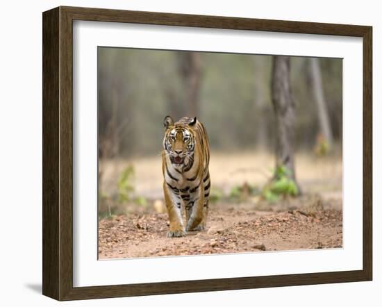 Female Indian Tiger (Bengal Tiger) (Panthera Tigris Tigris), Bandhavgarh National Park, India-Thorsten Milse-Framed Photographic Print