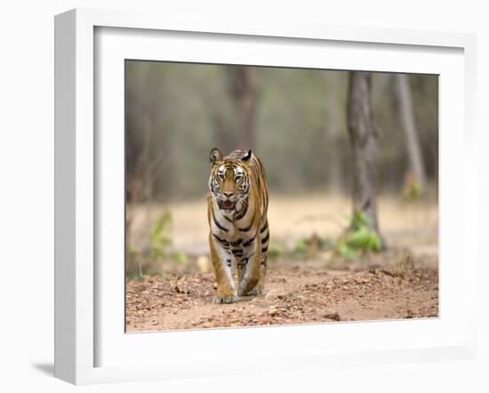 Female Indian Tiger (Bengal Tiger) (Panthera Tigris Tigris), Bandhavgarh National Park, India-Thorsten Milse-Framed Photographic Print