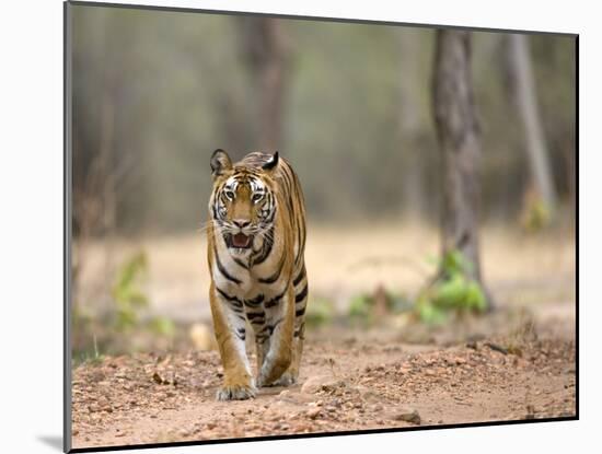Female Indian Tiger (Bengal Tiger) (Panthera Tigris Tigris), Bandhavgarh National Park, India-Thorsten Milse-Mounted Photographic Print