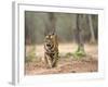 Female Indian Tiger (Bengal Tiger) (Panthera Tigris Tigris), Bandhavgarh National Park, India-Thorsten Milse-Framed Photographic Print