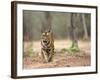 Female Indian Tiger (Bengal Tiger) (Panthera Tigris Tigris), Bandhavgarh National Park, India-Thorsten Milse-Framed Photographic Print