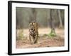 Female Indian Tiger (Bengal Tiger) (Panthera Tigris Tigris), Bandhavgarh National Park, India-Thorsten Milse-Framed Photographic Print