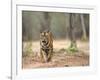 Female Indian Tiger (Bengal Tiger) (Panthera Tigris Tigris), Bandhavgarh National Park, India-Thorsten Milse-Framed Photographic Print