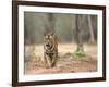 Female Indian Tiger (Bengal Tiger) (Panthera Tigris Tigris), Bandhavgarh National Park, India-Thorsten Milse-Framed Photographic Print