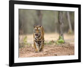 Female Indian Tiger (Bengal Tiger) (Panthera Tigris Tigris), Bandhavgarh National Park, India-Thorsten Milse-Framed Photographic Print