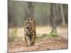 Female Indian Tiger (Bengal Tiger) (Panthera Tigris Tigris), Bandhavgarh National Park, India-Thorsten Milse-Mounted Photographic Print