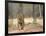 Female Indian Tiger (Bengal Tiger) (Panthera Tigris Tigris), Bandhavgarh National Park, India-Thorsten Milse-Framed Photographic Print