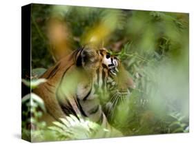 Female Indian Tiger (Bengal Tiger) (Panthera Tigris Tigris), Bandhavgarh National Park, India-Thorsten Milse-Stretched Canvas