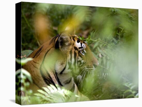 Female Indian Tiger (Bengal Tiger) (Panthera Tigris Tigris), Bandhavgarh National Park, India-Thorsten Milse-Stretched Canvas