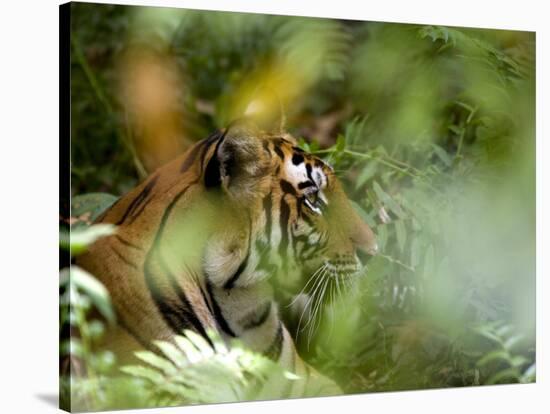 Female Indian Tiger (Bengal Tiger) (Panthera Tigris Tigris), Bandhavgarh National Park, India-Thorsten Milse-Stretched Canvas