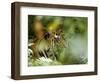 Female Indian Tiger (Bengal Tiger) (Panthera Tigris Tigris), Bandhavgarh National Park, India-Thorsten Milse-Framed Photographic Print