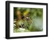 Female Indian Tiger (Bengal Tiger) (Panthera Tigris Tigris), Bandhavgarh National Park, India-Thorsten Milse-Framed Photographic Print