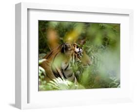 Female Indian Tiger (Bengal Tiger) (Panthera Tigris Tigris), Bandhavgarh National Park, India-Thorsten Milse-Framed Photographic Print