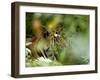 Female Indian Tiger (Bengal Tiger) (Panthera Tigris Tigris), Bandhavgarh National Park, India-Thorsten Milse-Framed Photographic Print