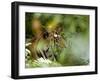 Female Indian Tiger (Bengal Tiger) (Panthera Tigris Tigris), Bandhavgarh National Park, India-Thorsten Milse-Framed Photographic Print