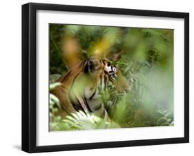 Female Indian Tiger (Bengal Tiger) (Panthera Tigris Tigris), Bandhavgarh National Park, India-Thorsten Milse-Framed Photographic Print