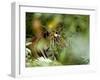 Female Indian Tiger (Bengal Tiger) (Panthera Tigris Tigris), Bandhavgarh National Park, India-Thorsten Milse-Framed Photographic Print