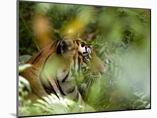 Female Indian Tiger (Bengal Tiger) (Panthera Tigris Tigris), Bandhavgarh National Park, India-Thorsten Milse-Mounted Photographic Print