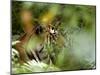 Female Indian Tiger (Bengal Tiger) (Panthera Tigris Tigris), Bandhavgarh National Park, India-Thorsten Milse-Mounted Photographic Print