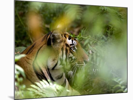 Female Indian Tiger (Bengal Tiger) (Panthera Tigris Tigris), Bandhavgarh National Park, India-Thorsten Milse-Mounted Photographic Print