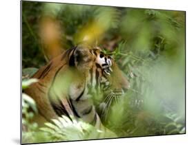 Female Indian Tiger (Bengal Tiger) (Panthera Tigris Tigris), Bandhavgarh National Park, India-Thorsten Milse-Mounted Photographic Print