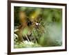 Female Indian Tiger (Bengal Tiger) (Panthera Tigris Tigris), Bandhavgarh National Park, India-Thorsten Milse-Framed Photographic Print