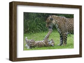 Female Jaguar (Panthera Onca) Playing With Her Cub, Captive, Occurs In Southern And Central America-Edwin Giesbers-Framed Photographic Print