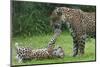 Female Jaguar (Panthera Onca) Playing With Her Cub, Captive, Occurs In Southern And Central America-Edwin Giesbers-Mounted Photographic Print