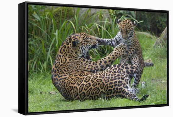 Female Jaguar (Panthera Onca) Playing With Her Cub, Captive, Occurs In Southern And Central America-Edwin Giesbers-Framed Stretched Canvas