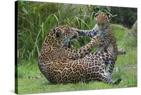 Female Jaguar (Panthera Onca) Playing With Her Cub, Captive, Occurs In Southern And Central America-Edwin Giesbers-Stretched Canvas