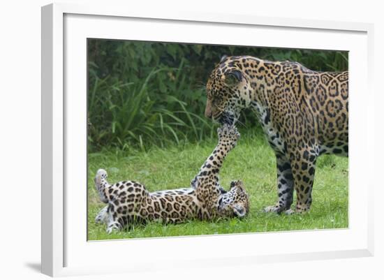 Female Jaguar (Panthera Onca) Playing With Her Cub, Captive, Occurs In Southern And Central America-Edwin Giesbers-Framed Photographic Print