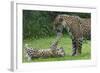 Female Jaguar (Panthera Onca) Playing With Her Cub, Captive, Occurs In Southern And Central America-Edwin Giesbers-Framed Photographic Print
