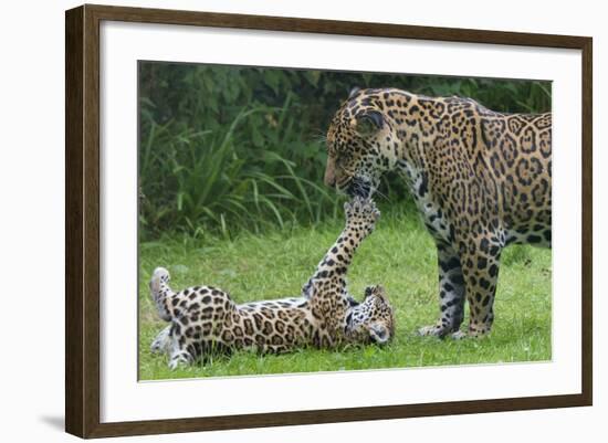 Female Jaguar (Panthera Onca) Playing With Her Cub, Captive, Occurs In Southern And Central America-Edwin Giesbers-Framed Photographic Print