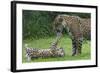 Female Jaguar (Panthera Onca) Playing With Her Cub, Captive, Occurs In Southern And Central America-Edwin Giesbers-Framed Photographic Print