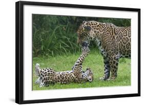 Female Jaguar (Panthera Onca) Playing With Her Cub, Captive, Occurs In Southern And Central America-Edwin Giesbers-Framed Photographic Print