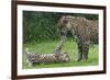 Female Jaguar (Panthera Onca) Playing With Her Cub, Captive, Occurs In Southern And Central America-Edwin Giesbers-Framed Photographic Print