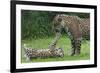 Female Jaguar (Panthera Onca) Playing With Her Cub, Captive, Occurs In Southern And Central America-Edwin Giesbers-Framed Photographic Print